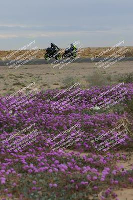 media/Jan-14-2023-SoCal Trackdays (Sat) [[497694156f]]/Turn 14 Exit Bloomig (145pm)/